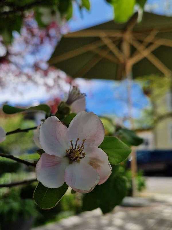 Ab ins Ferienhaus am Simssee